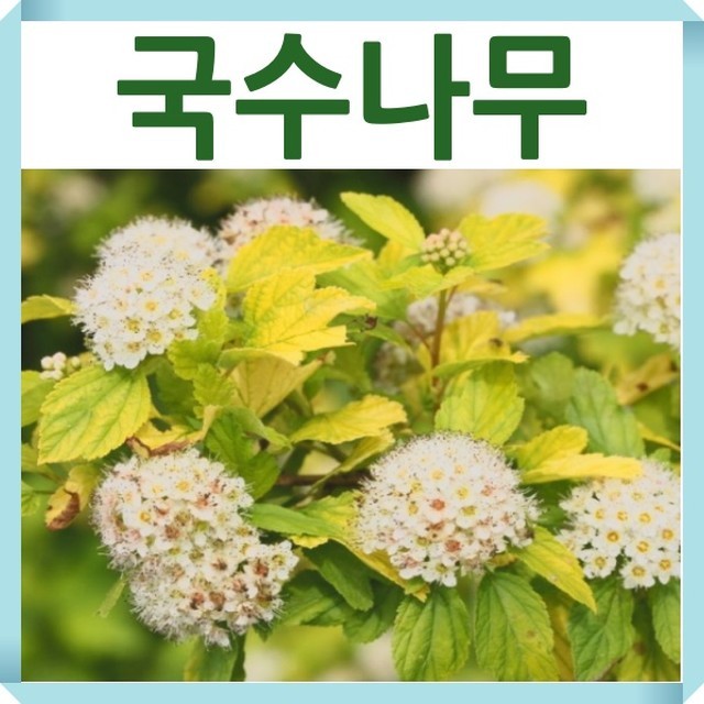리틀엔젤 이미지