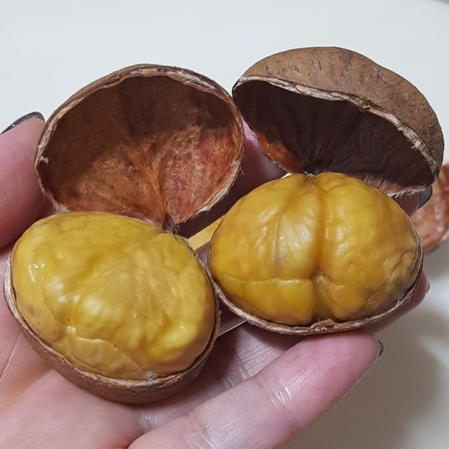 대보 이미지