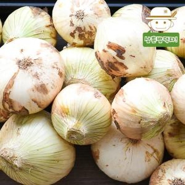 양파 이미지