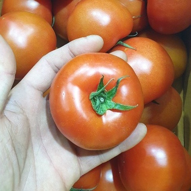 토마토 이미지