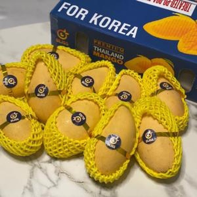 망고 이미지