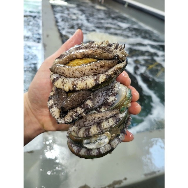 완도바다영어조합법인 이미지