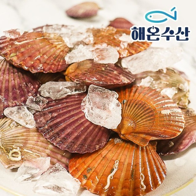 가리비 이미지