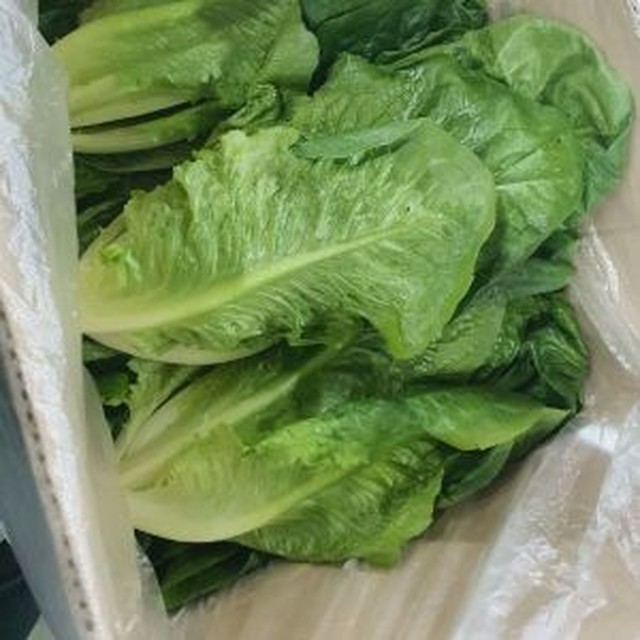 상추 이미지