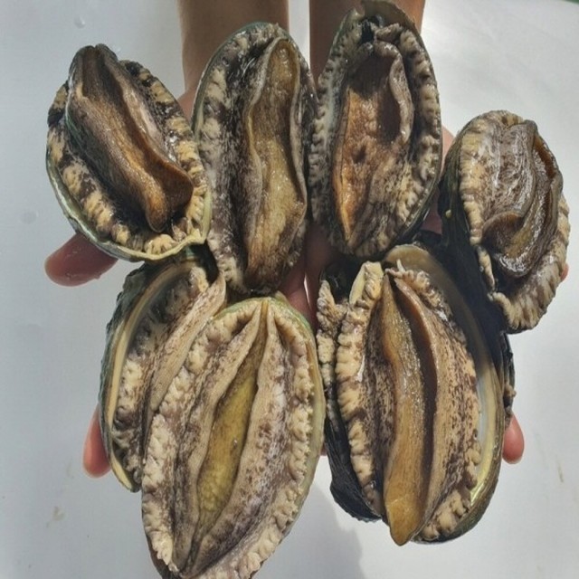 완도산전복산지직송 이미지