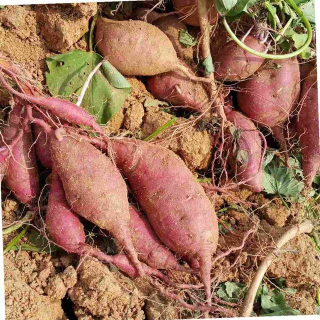 고구마 이미지