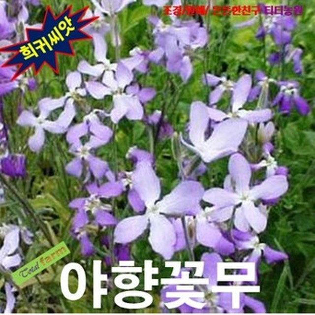 야향 이미지
