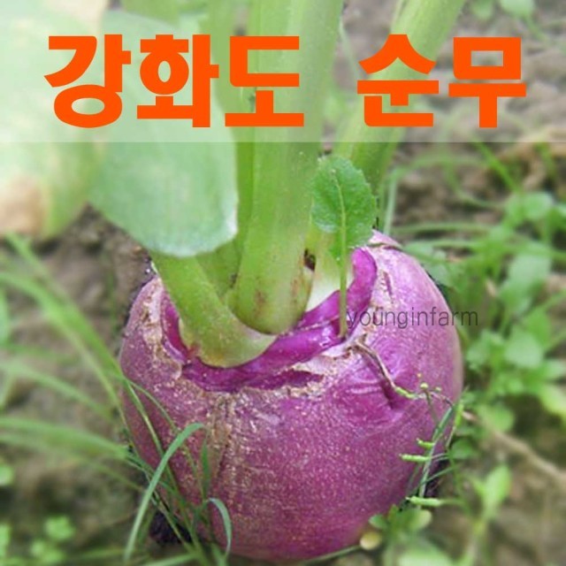 영인팜 이미지