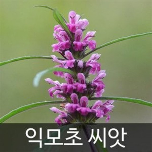 씨앗 이미지