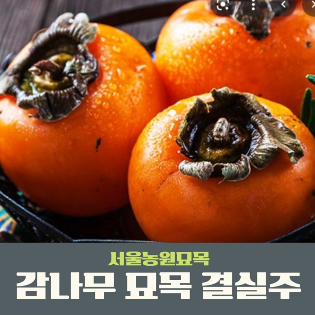 왕대봉 이미지