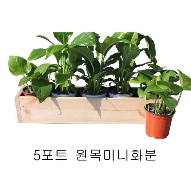 희원식물원 이미지