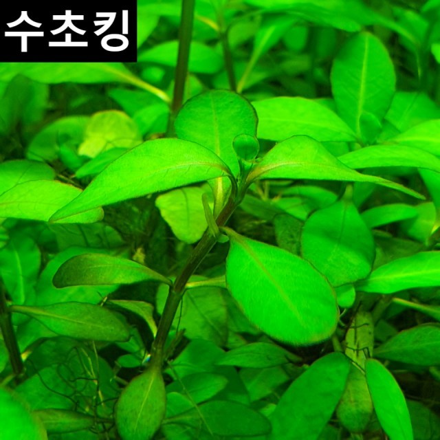 하이그로 이미지