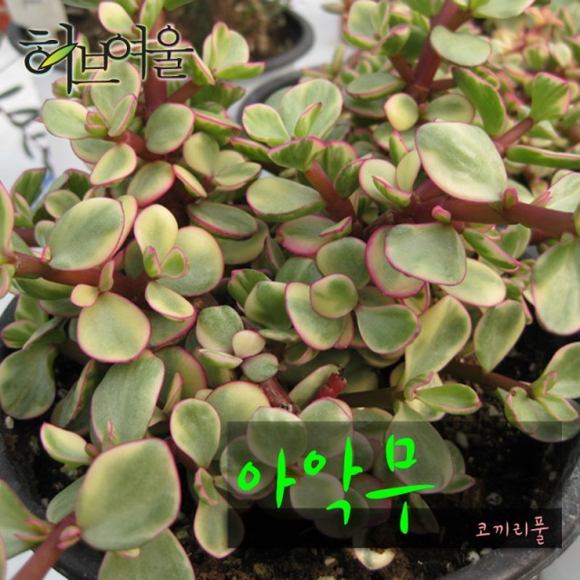 코끼리다육 이미지