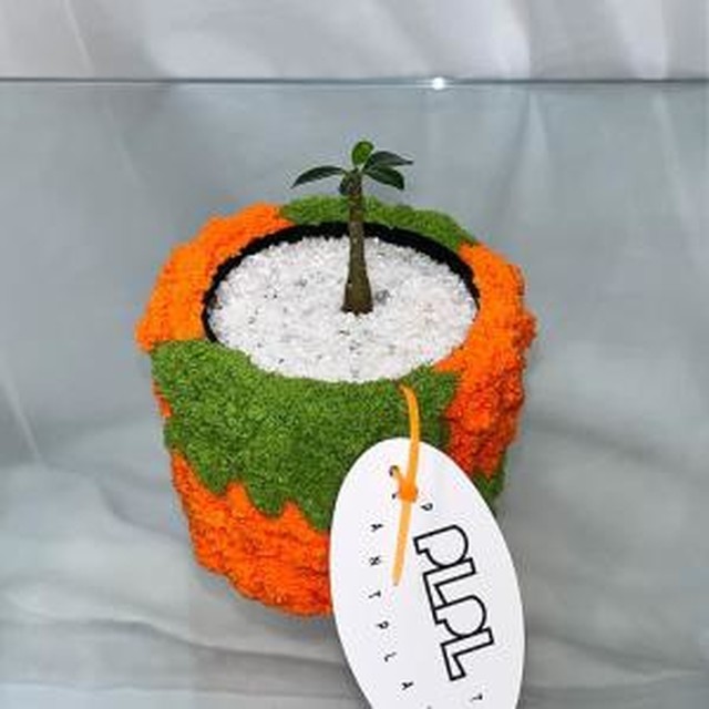 피엘피 이미지