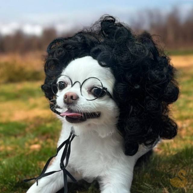 파마 이미지