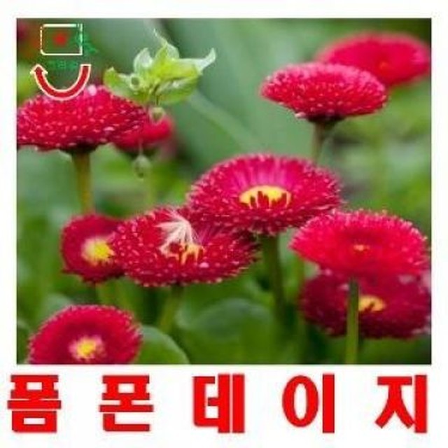 씨앗 이미지