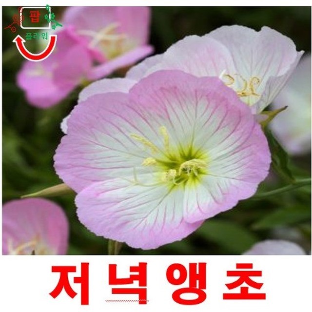 씨앗 이미지
