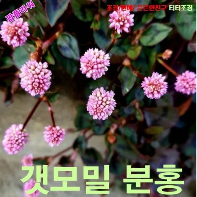 씨앗 이미지