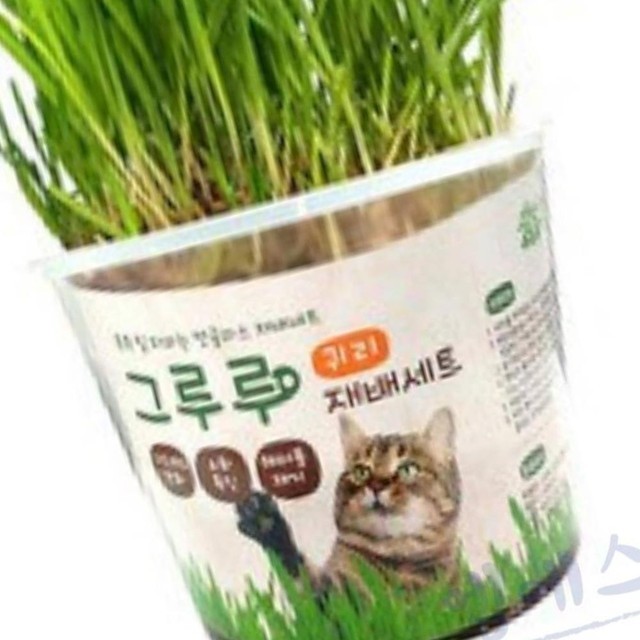 씨앗 이미지