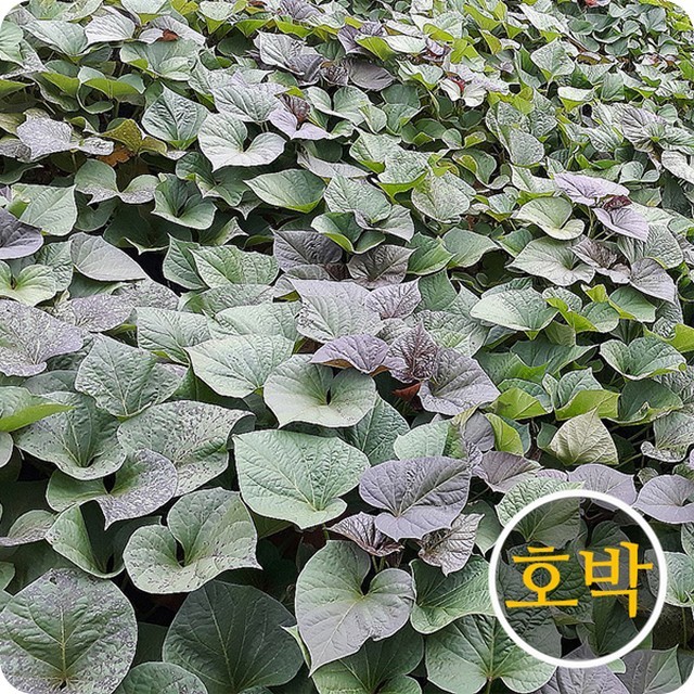 모초록 이미지