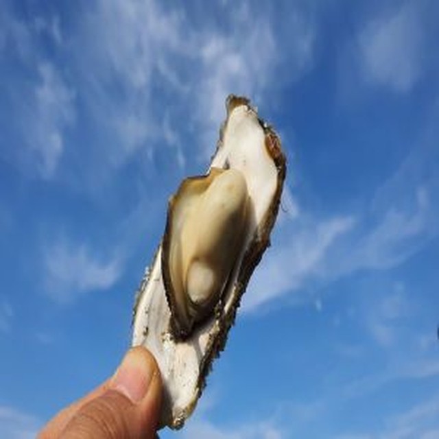 굴 이미지