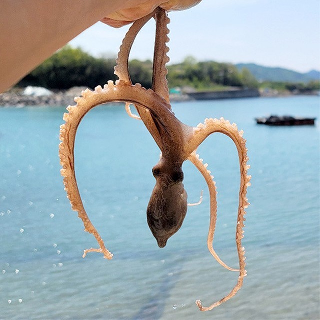 자연낙지 이미지