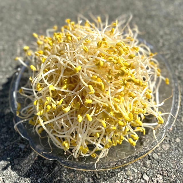 콩나물 이미지