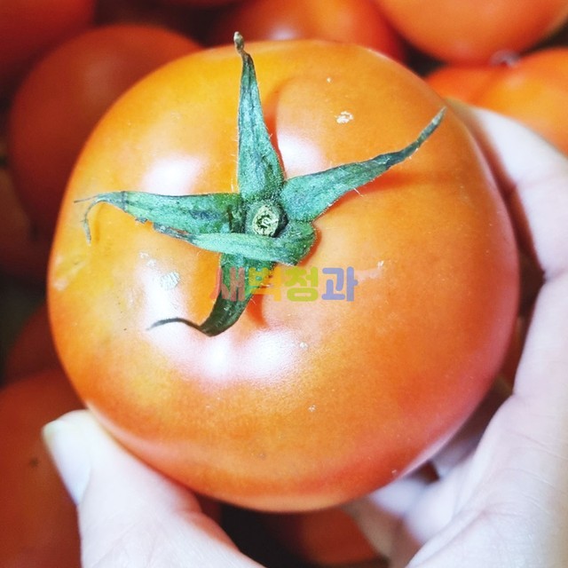 토마토 이미지