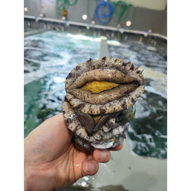 완도바다영어조합법인 이미지