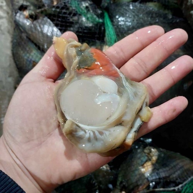 자연산 이미지