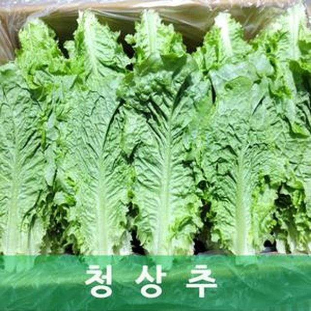 상추 이미지