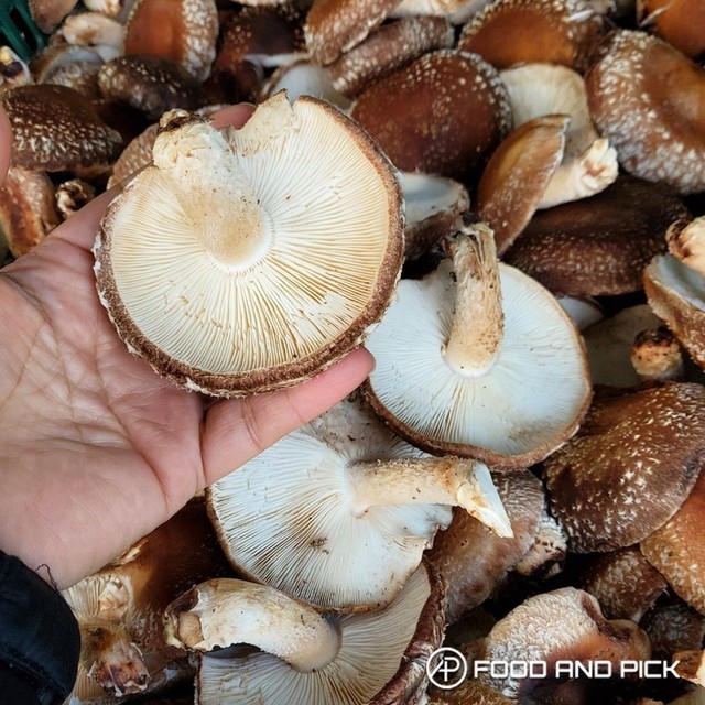 버섯 이미지