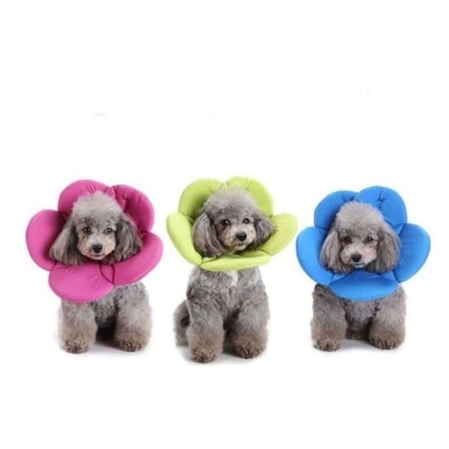 카라플라워 이미지