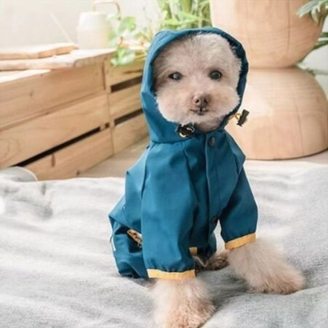 딩동 이미지