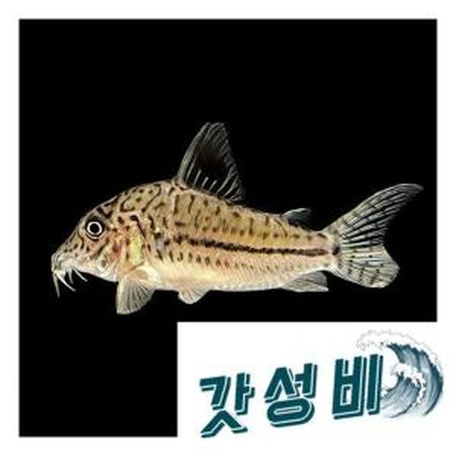 파두스 이미지