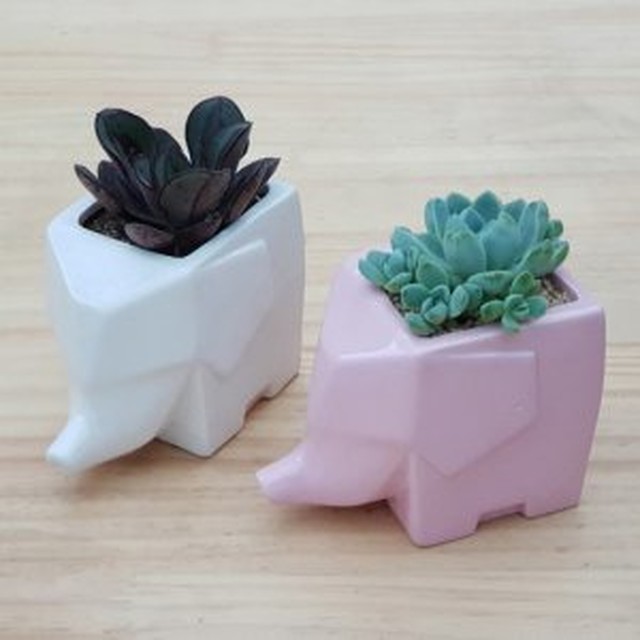 코끼리다육 이미지