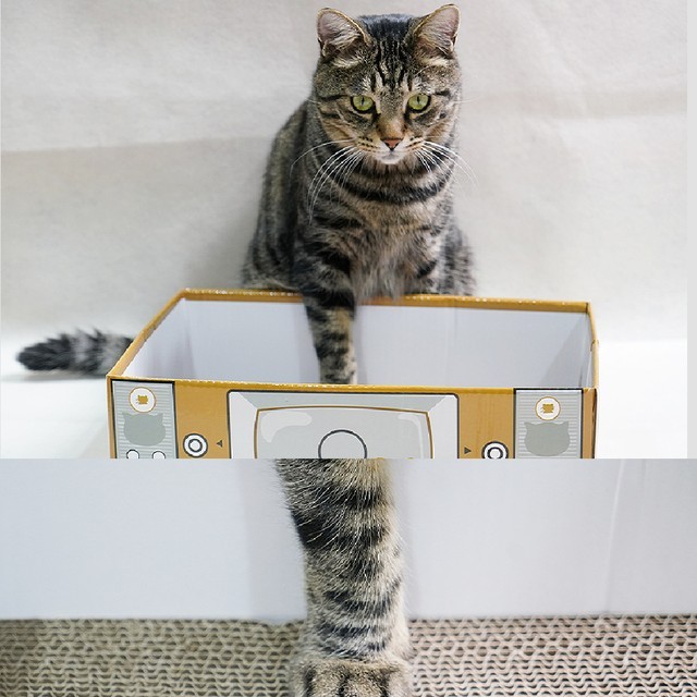 여기펫 이미지