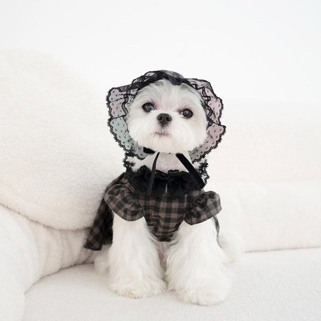꼴레트 이미지