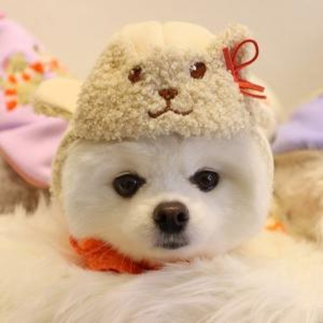 꼴레트 이미지
