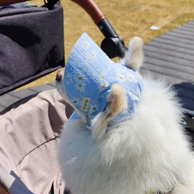 꼴레트 이미지