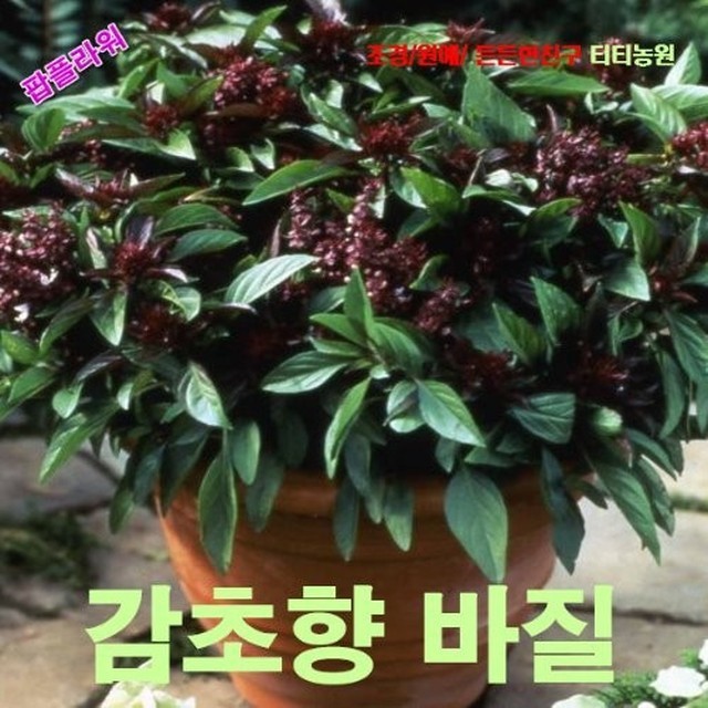 씨앗 이미지