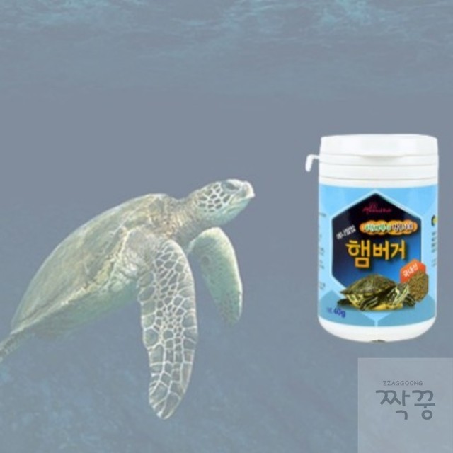거북이 이미지