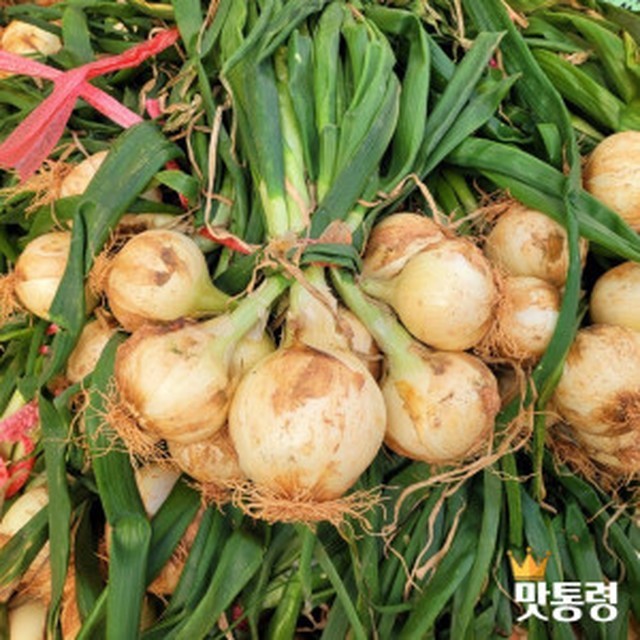 맛통령 이미지