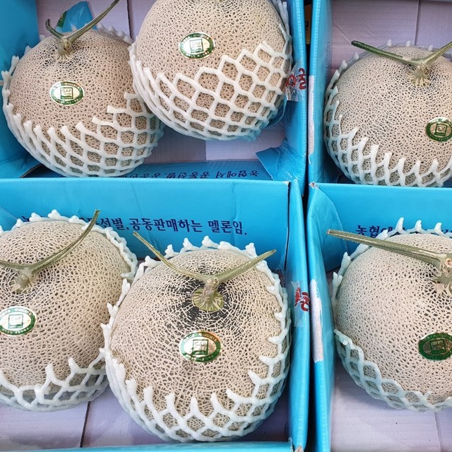 세론 이미지