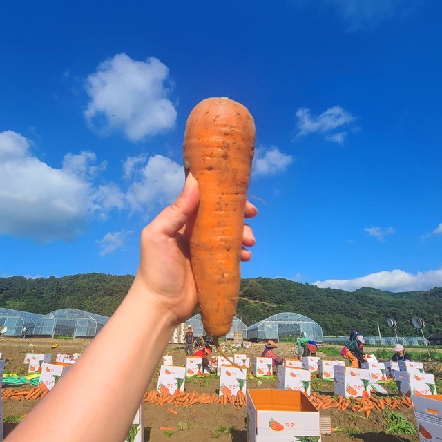 구좌유기농 이미지