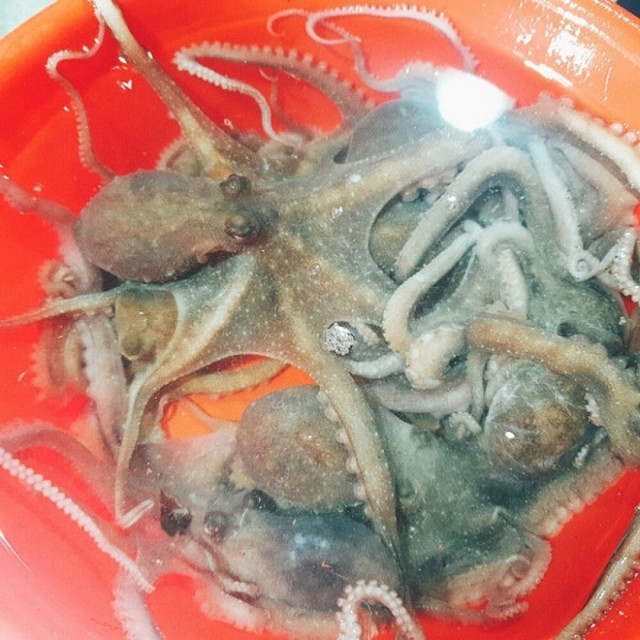 낙지 이미지