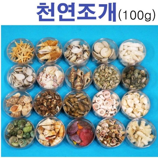 조개야 이미지
