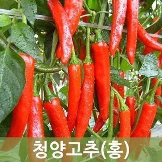 청양농산 이미지