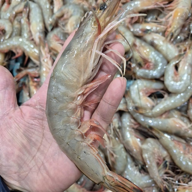 대하 이미지