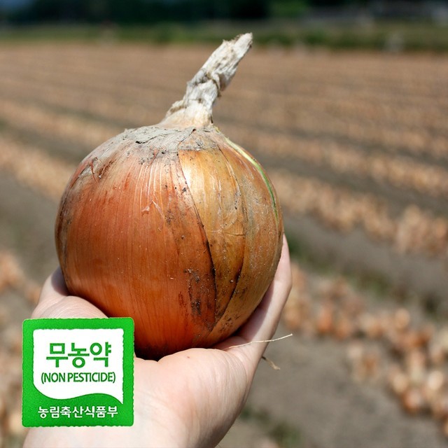양파 이미지